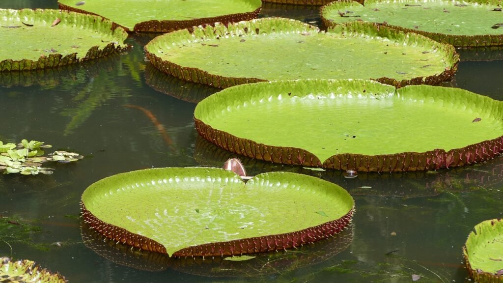 Botanical Garden in Port Louis